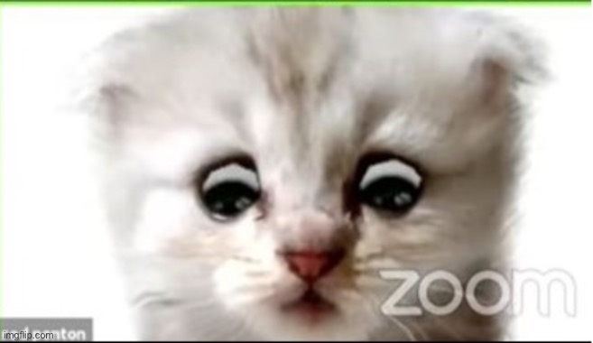 I am not a cat | image tagged in i am not a cat | made w/ Imgflip meme maker