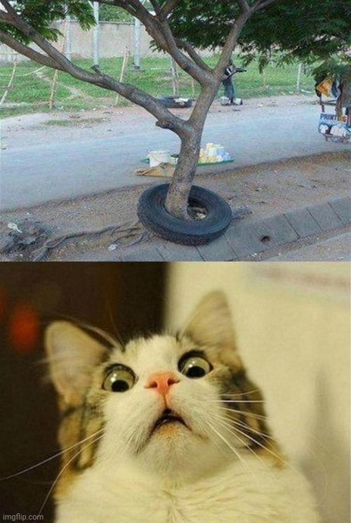 Tire stuck in tree | image tagged in memes,scared cat,you had one job,funny,tire,tree | made w/ Imgflip meme maker