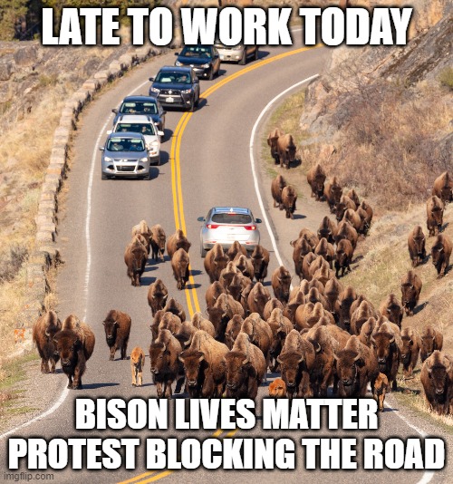 BLM: Bison Lives Matter |  LATE TO WORK TODAY; BISON LIVES MATTER
PROTEST BLOCKING THE ROAD | image tagged in bison,buffalo,protest,roadblock,late for work,blm | made w/ Imgflip meme maker