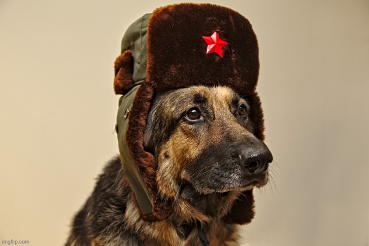 Soviet Dog | image tagged in soviet dog | made w/ Imgflip meme maker