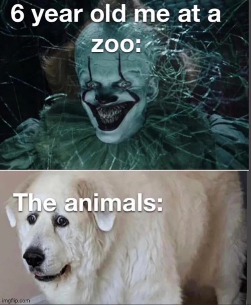 Are they scared of me? | image tagged in animals,zoo | made w/ Imgflip meme maker