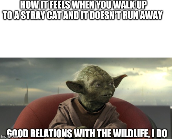 HOW IT FEELS WHEN YOU WALK UP TO A STRAY CAT AND IT DOESN'T RUN AWAY; GOOD RELATIONS WITH THE WILDLIFE, I DO | image tagged in blank white template,yoda good relations,animals,cats | made w/ Imgflip meme maker