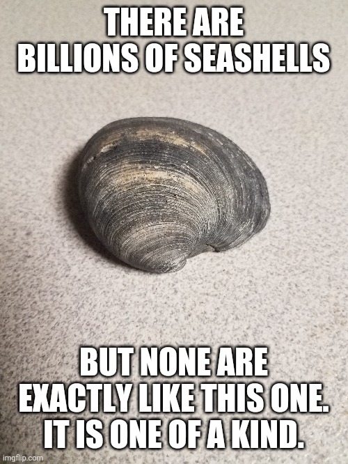 Seashells | THERE ARE BILLIONS OF SEASHELLS; BUT NONE ARE EXACTLY LIKE THIS ONE. IT IS ONE OF A KIND. | image tagged in encouragement | made w/ Imgflip meme maker
