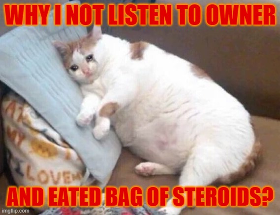 Don't Let Kitties Near Steroids! | WHY I NOT LISTEN TO OWNER; AND EATED BAG OF STEROIDS? | image tagged in fat cat crying,fat cat,steroids,cat,cats,crying cat | made w/ Imgflip meme maker