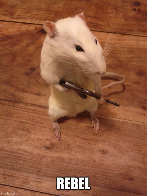 Rebellious Rat | REBEL | image tagged in rebellious rat | made w/ Imgflip meme maker