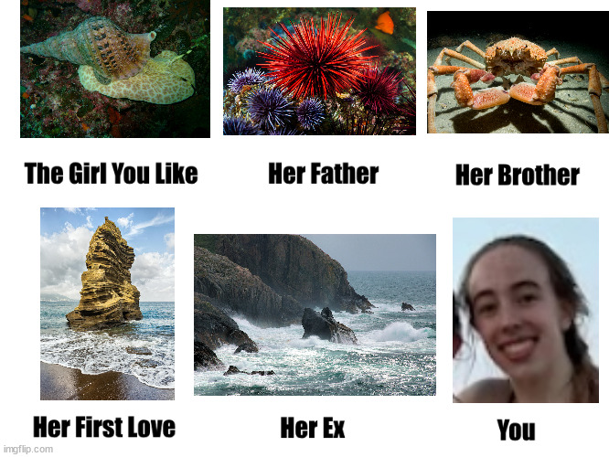 The Girl you like | image tagged in the girl you like | made w/ Imgflip meme maker