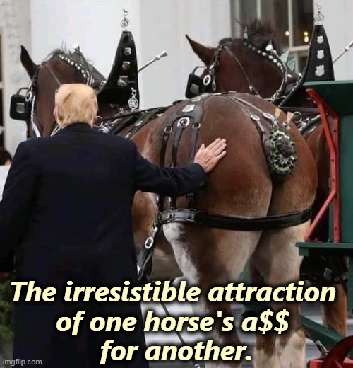 Neigh, say it ain't so. | The irresistible attraction 
of one horse's a$$ 
for another. | image tagged in trump and another horse's ass,trump,horse,sass | made w/ Imgflip meme maker