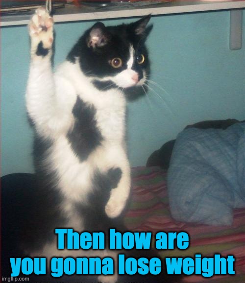 question cat | Then how are you gonna lose weight | image tagged in question cat | made w/ Imgflip meme maker
