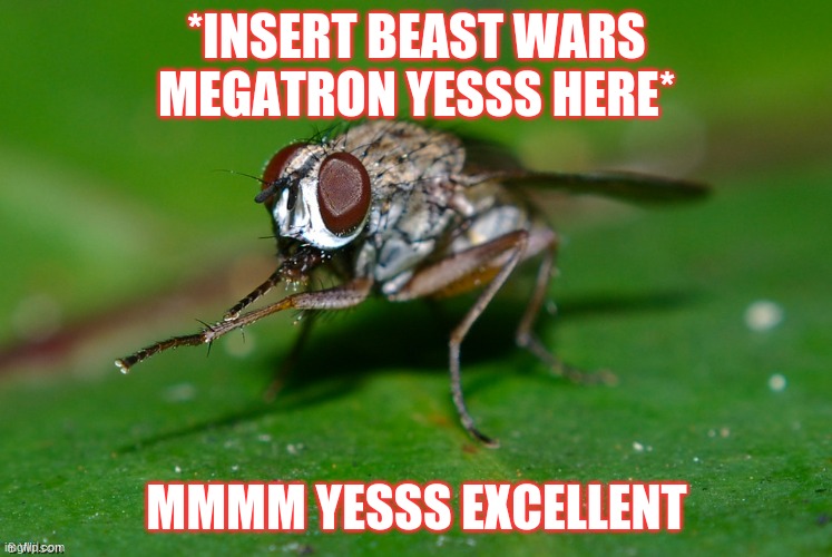 Scheming Fly | *INSERT BEAST WARS MEGATRON YESSS HERE*; MMMM YESSS EXCELLENT | image tagged in scheming fly,evil,scheming,fly,insects | made w/ Imgflip meme maker