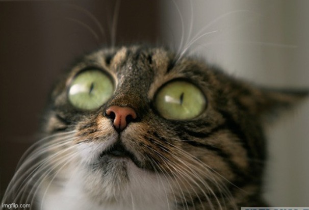 Trauma cat (link in comments) | image tagged in trauma cat,custom template | made w/ Imgflip meme maker