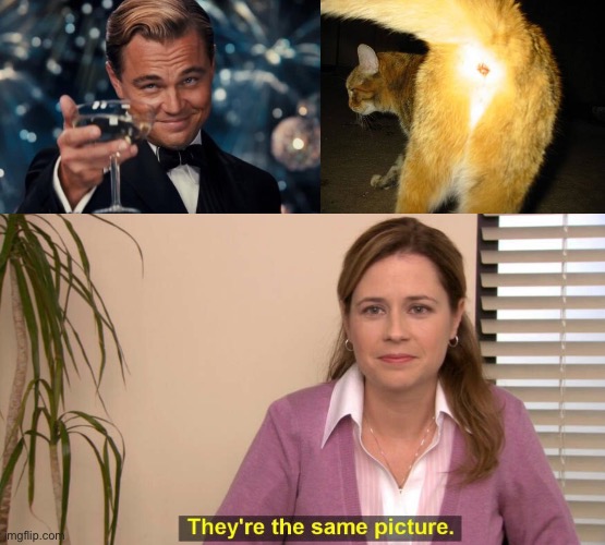 image tagged in memes,leonardo dicaprio cheers,cats butt,they are the same picture | made w/ Imgflip meme maker