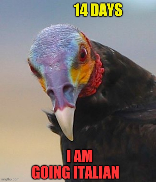 Cuomo road kill | 14 DAYS; I AM GOING ITALIAN | image tagged in funny | made w/ Imgflip meme maker