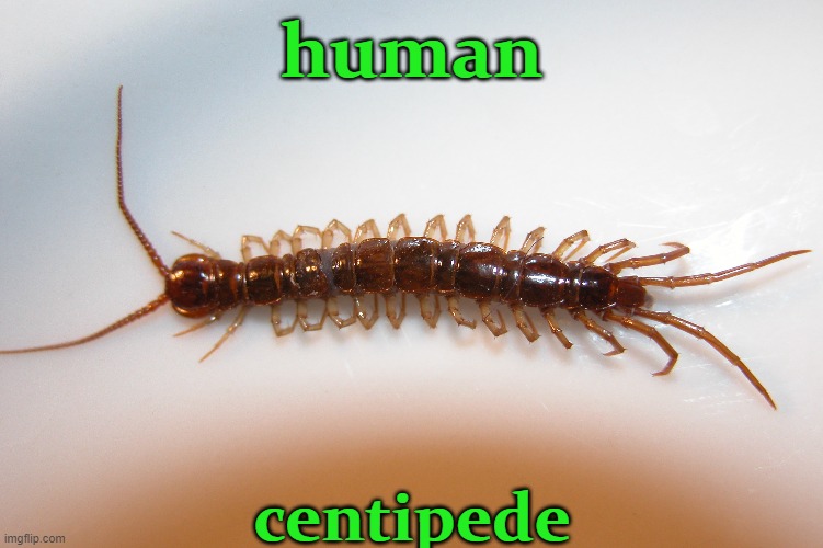 Human Centepede | human; centipede | made w/ Imgflip meme maker