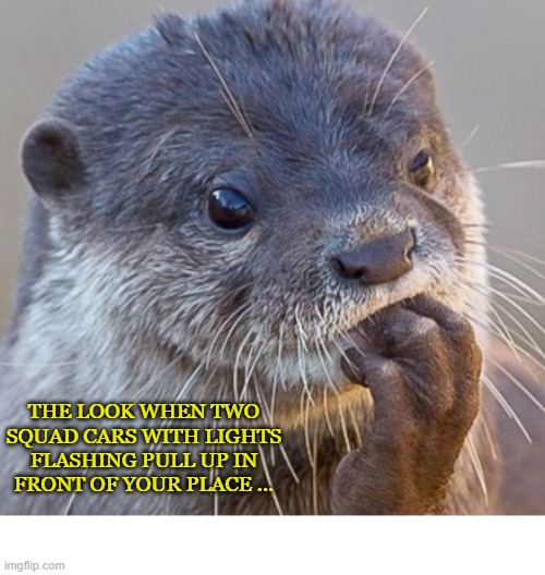 Uninvited Guests |  THE LOOK WHEN TWO SQUAD CARS WITH LIGHTS FLASHING PULL UP IN FRONT OF YOUR PLACE ... | image tagged in otter,police car | made w/ Imgflip meme maker