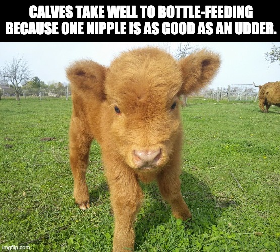 calf | CALVES TAKE WELL TO BOTTLE-FEEDING BECAUSE ONE NIPPLE IS AS GOOD AS AN UDDER. | image tagged in highland calf | made w/ Imgflip meme maker