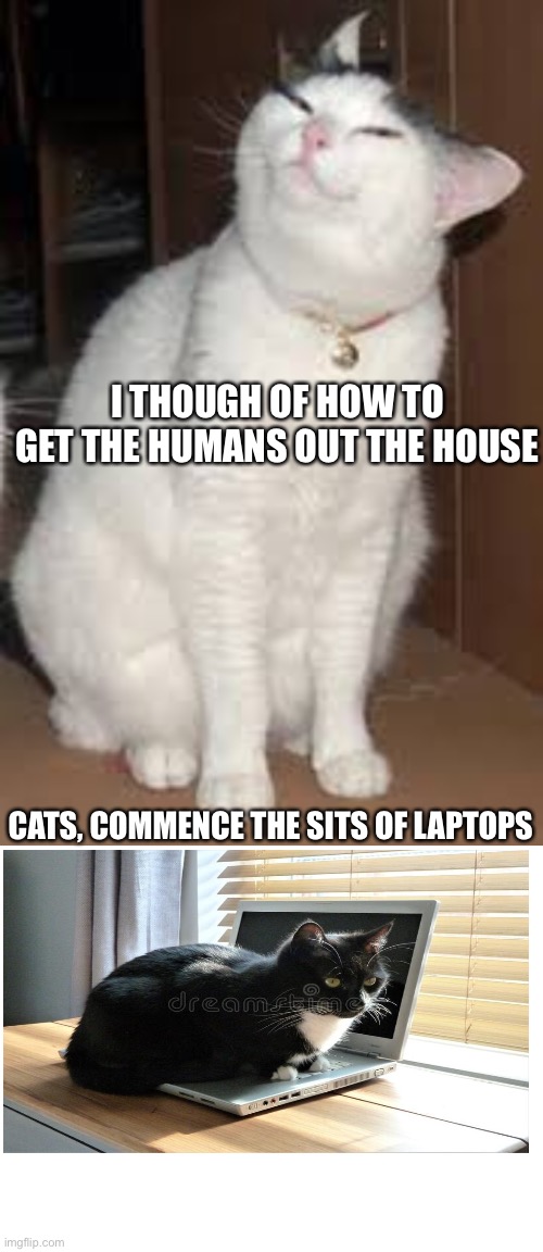Cats, Shall rule the WORLD | I THOUGH OF HOW TO GET THE HUMANS OUT THE HOUSE; CATS, COMMENCE THE SITS OF LAPTOPS | image tagged in blank white template | made w/ Imgflip meme maker