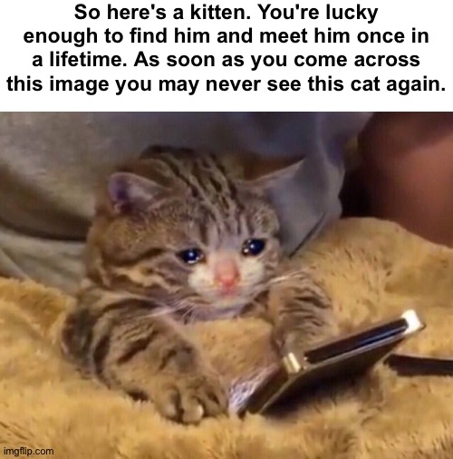 Sad story |  So here's a kitten. You're lucky enough to find him and meet him once in a lifetime. As soon as you come across this image you may never see this cat again. | image tagged in blank white template,memes,funny,funny memes,cats,barney will eat all of your delectable biscuits,memenade | made w/ Imgflip meme maker