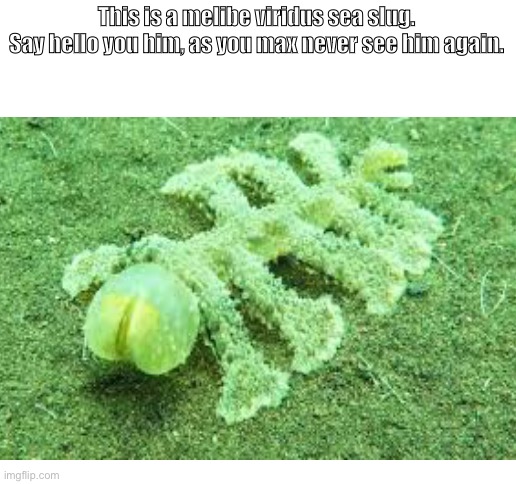Say hello to him. | This is a melibe viridus sea slug.
Say hello you him, as you max never see him again. | image tagged in blank white template,hello,sea,slug,upvote if you agree | made w/ Imgflip meme maker