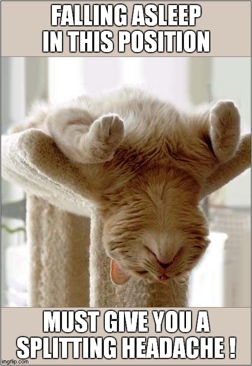 An Uncomfortable Snooze ? | FALLING ASLEEP IN THIS POSITION; MUST GIVE YOU A SPLITTING HEADACHE ! | image tagged in cats,uncomfortable,snooze,headache | made w/ Imgflip meme maker