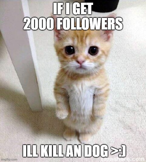 Cute Cat | IF I GET 2000 FOLLOWERS; ILL KILL AN DOG >:) | image tagged in memes,cute cat | made w/ Imgflip meme maker