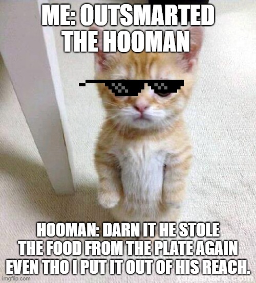 Cute Cat Meme | ME: OUTSMARTED THE HOOMAN; HOOMAN: DARN IT HE STOLE THE FOOD FROM THE PLATE AGAIN EVEN THO I PUT IT OUT OF HIS REACH. | image tagged in memes,cute cat | made w/ Imgflip meme maker