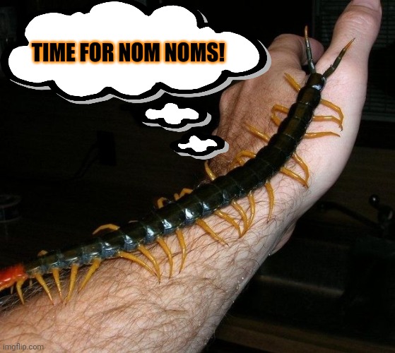 Poisonous centipede will eat you! | TIME FOR NOM NOMS! | image tagged in giant centipede,poison,centipede,creepy,crawlies | made w/ Imgflip meme maker