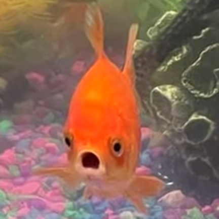 High Quality Freak Out Fish Blank Meme Template