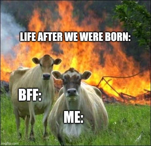 Evil Cows Meme | LIFE AFTER WE WERE BORN:; BFF:; ME: | image tagged in memes,evil cows | made w/ Imgflip meme maker