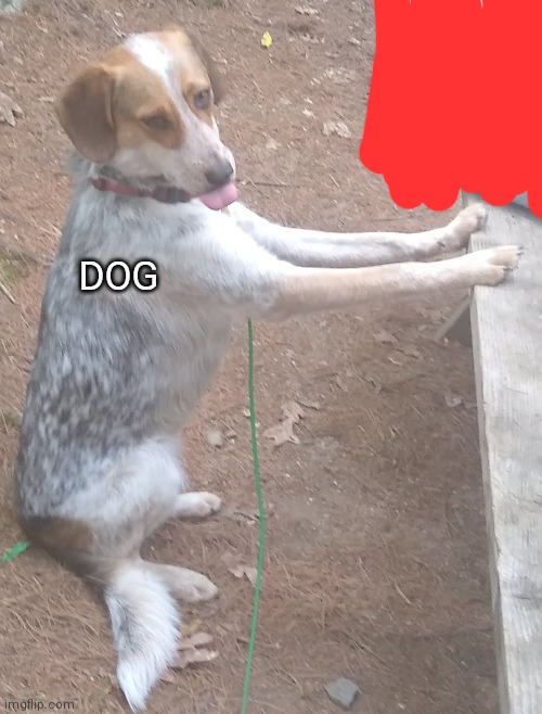 DOG | made w/ Imgflip meme maker