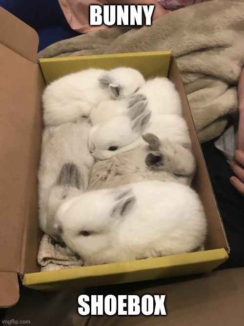 BOX OF BUNNIES | BUNNY; SHOEBOX | image tagged in bunny,rabbit,bunnies | made w/ Imgflip meme maker