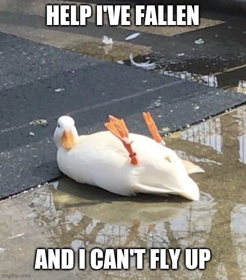CAUGHT ROLLING AROUND IN PUDDLES | HELP I'VE FALLEN; AND I CAN'T FLY UP | image tagged in duck,ducks | made w/ Imgflip meme maker