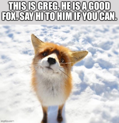 A peaceful day to post something, isn’t it? | THIS IS GREG. HE IS A GOOD FOX. SAY HI TO HIM IF YOU CAN. | image tagged in fox,snow | made w/ Imgflip meme maker