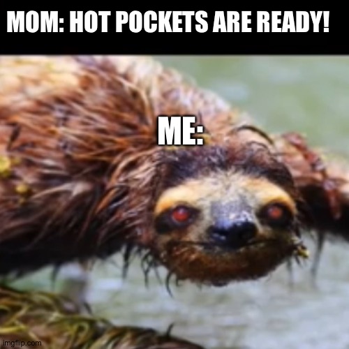 Wet sloth | MOM: HOT POCKETS ARE READY! ME: | image tagged in scary | made w/ Imgflip meme maker