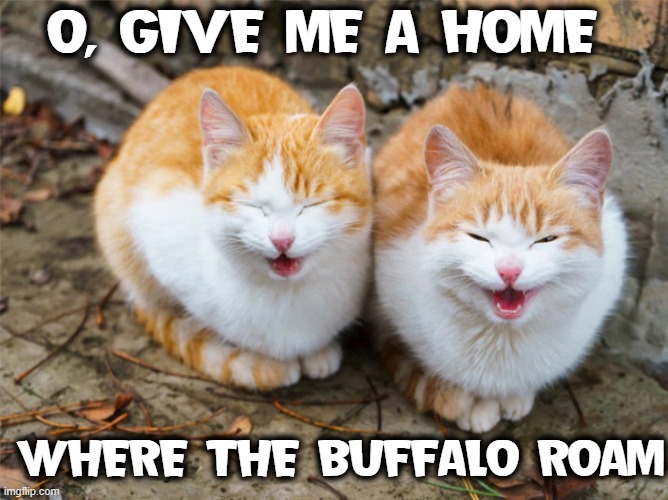 Meet the Singing Felines: Kit & Kat | O, GIVE ME A HOME WHERE THE BUFFALO ROAM | image tagged in vince vance,cats,cat lovers,i love cats,memes,funny cats | made w/ Imgflip meme maker