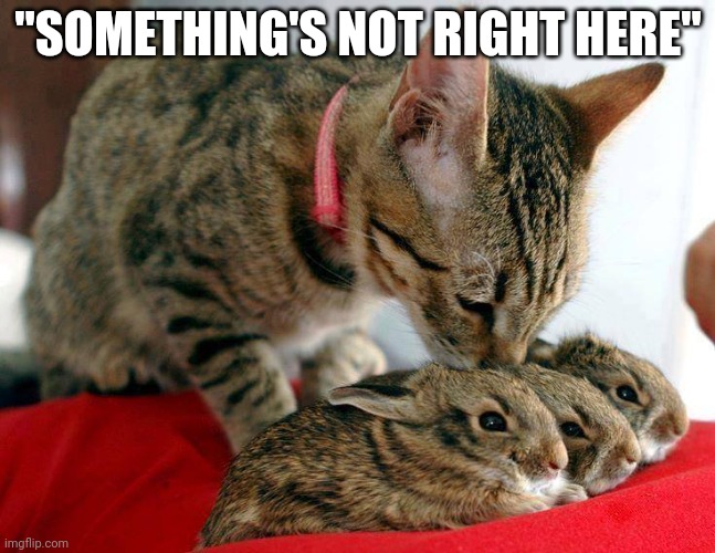 MAMA KITTY ADOPTED BUNNIES | "SOMETHING'S NOT RIGHT HERE" | image tagged in cats,funny cats,bunnies | made w/ Imgflip meme maker