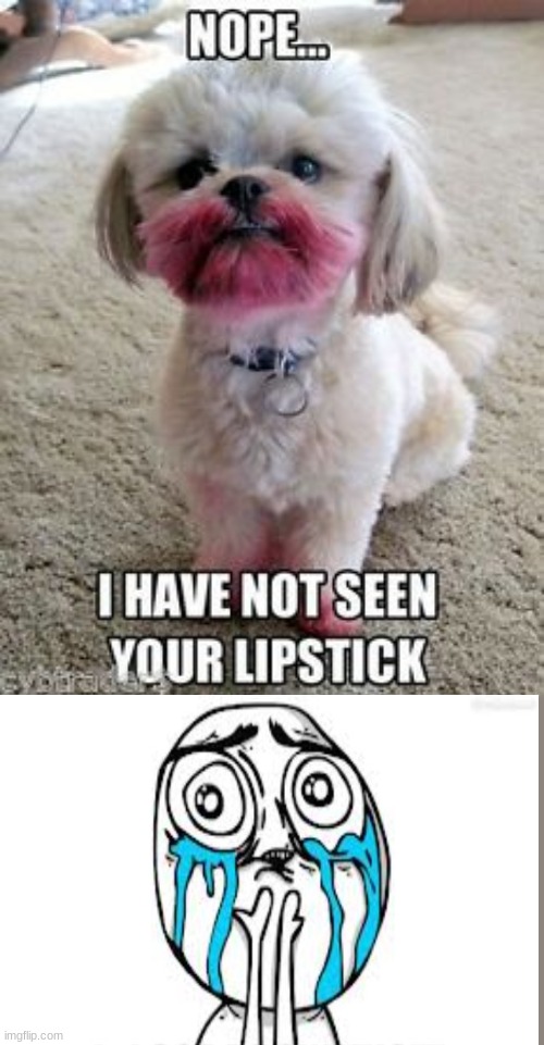 FORGIVE THE DOG HE'S SO CUTE | image tagged in cute dog | made w/ Imgflip meme maker
