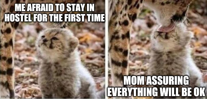 Baby cheetah | ME AFRAID TO STAY IN HOSTEL FOR THE FIRST TIME; MOM ASSURING EVERYTHING WILL BE OK | image tagged in funny memes,mom | made w/ Imgflip meme maker
