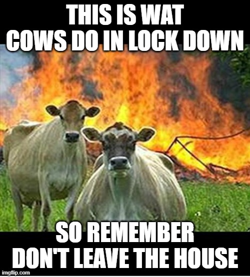 so play games instead | THIS IS WAT COWS DO IN LOCK DOWN; SO REMEMBER DON'T LEAVE THE HOUSE | image tagged in evil cows | made w/ Imgflip meme maker