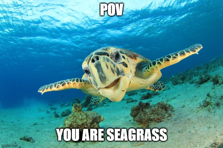 pov meme | POV; YOU ARE SEAGRASS | image tagged in sea turtle | made w/ Imgflip meme maker