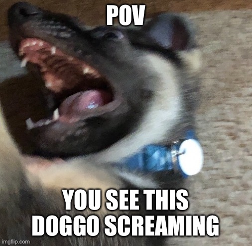 angy doggo | POV; HAHA FUNNI ROLEPLAY; YOU SEE THIS DOGGO SCREAMING | image tagged in angy doggo | made w/ Imgflip meme maker