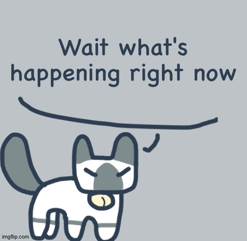 Cat | Wait what's happening right now | image tagged in cat | made w/ Imgflip meme maker