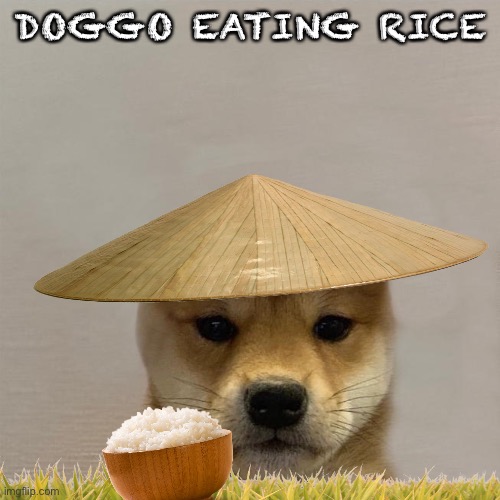 Rice | DOGGO EATING RICE | image tagged in dog,rice,japan | made w/ Imgflip meme maker