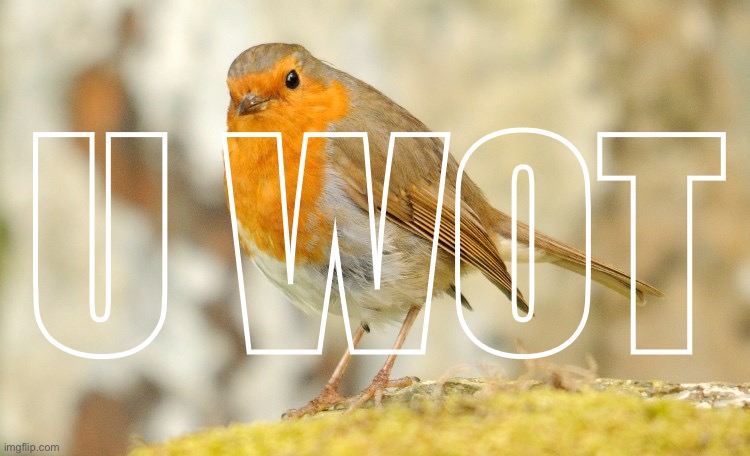 U wot m8 Robin | U WOT | image tagged in u wot m8 robin | made w/ Imgflip meme maker