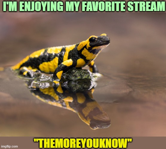 Salamanders love it here, since they can regenerate large body parts, and this stream helps regenerate brains. [see comment ►] |  I'M ENJOYING MY FAVORITE STREAM; "THEMOREYOUKNOW" | image tagged in the more you know,favorite,salamanders,unique,amphibia | made w/ Imgflip meme maker