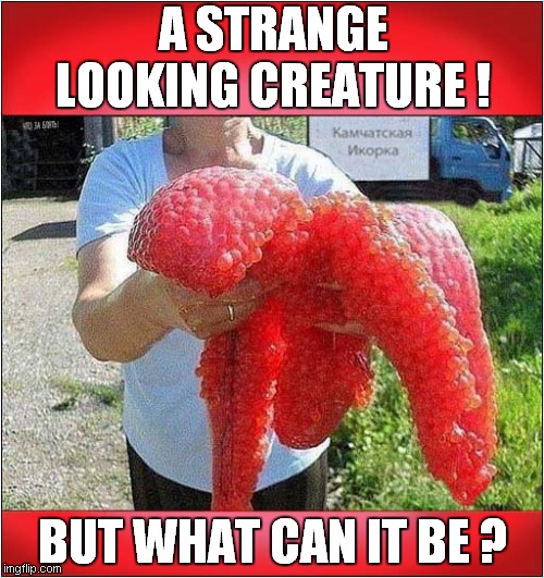 A Russian Mystery ! | A STRANGE LOOKING CREATURE ! BUT WHAT CAN IT BE ? | image tagged in weird,russian,creature | made w/ Imgflip meme maker