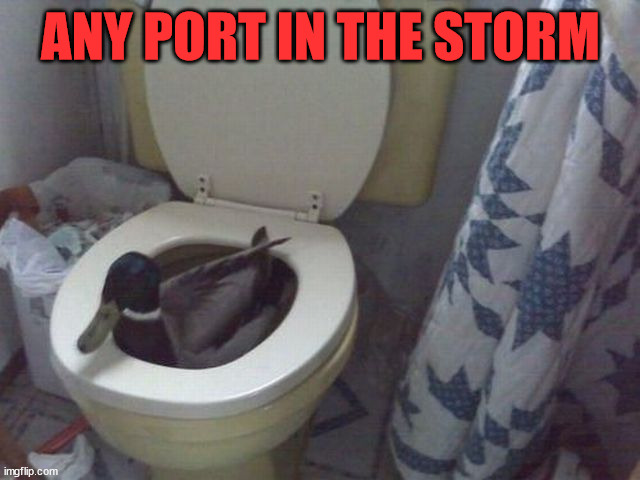 ANY PORT IN THE STORM | image tagged in ducks | made w/ Imgflip meme maker