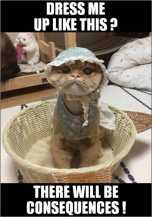 This Cat Will Have His Revenge ! | DRESS ME UP LIKE THIS ? THERE WILL BE CONSEQUENCES ! | image tagged in cats,revenge,dressing up,consequences | made w/ Imgflip meme maker