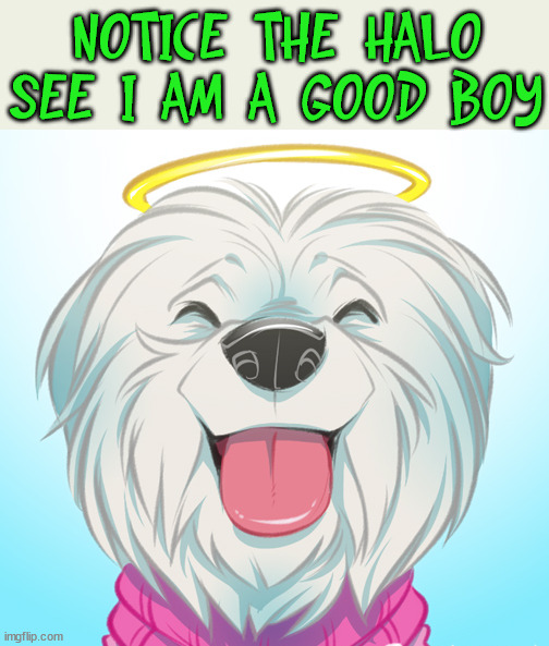NOTICE THE HALO SEE I AM A GOOD BOY | image tagged in dogs | made w/ Imgflip meme maker
