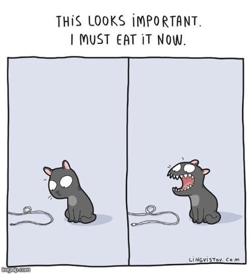 A Cat's Way Of Thinking | image tagged in memes,comics,cats,important,eat,now | made w/ Imgflip meme maker