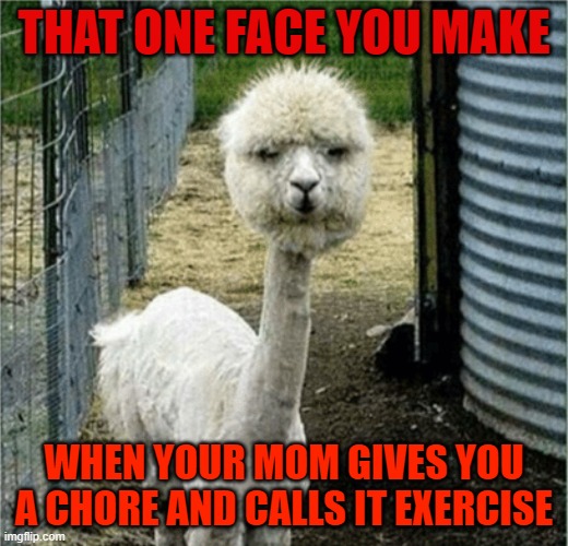  THAT ONE FACE YOU MAKE; WHEN YOUR MOM GIVES YOU A CHORE AND CALLS IT EXERCISE | image tagged in llama | made w/ Imgflip meme maker